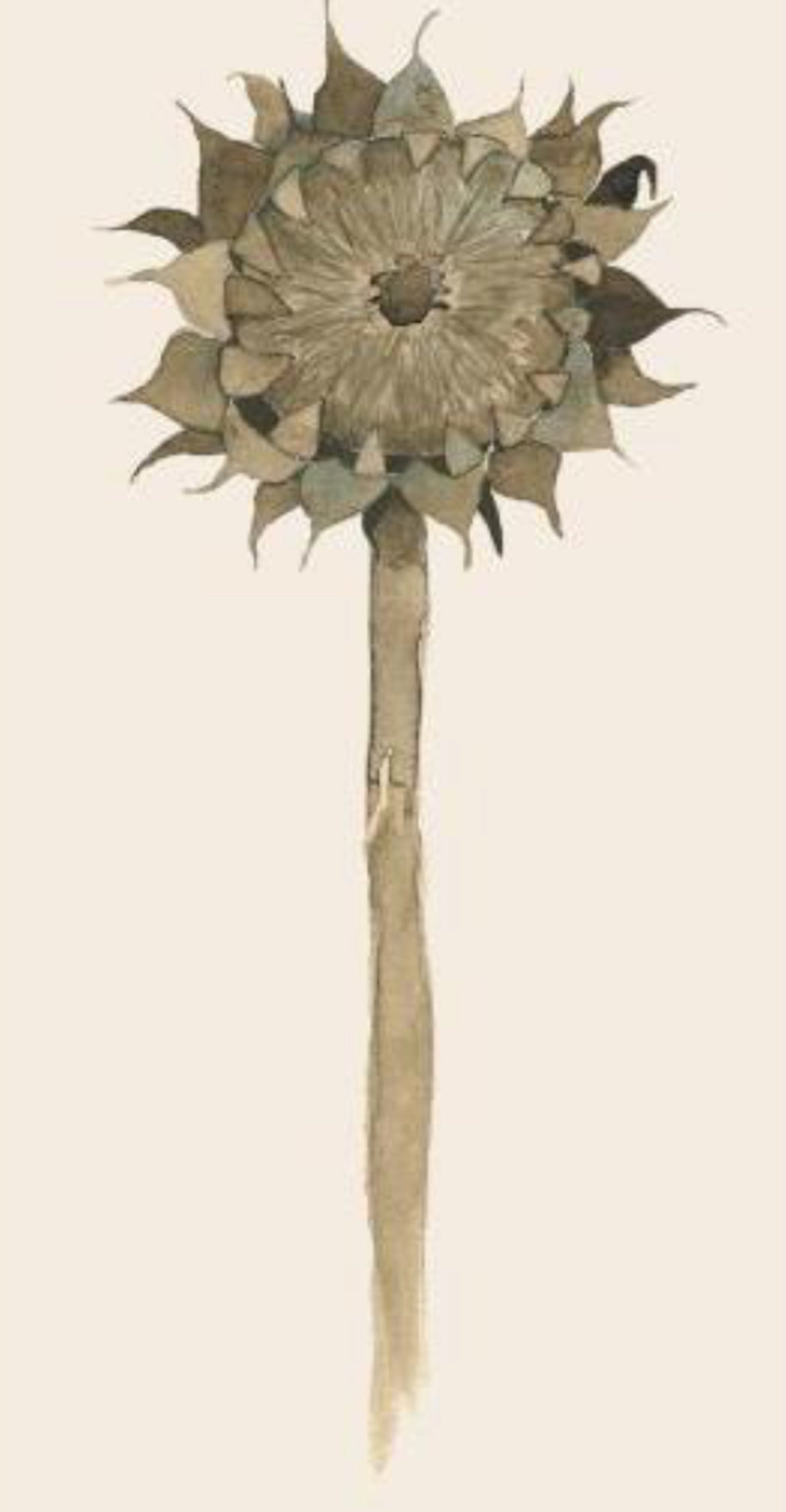 Servíettur | Sunflower in Decay