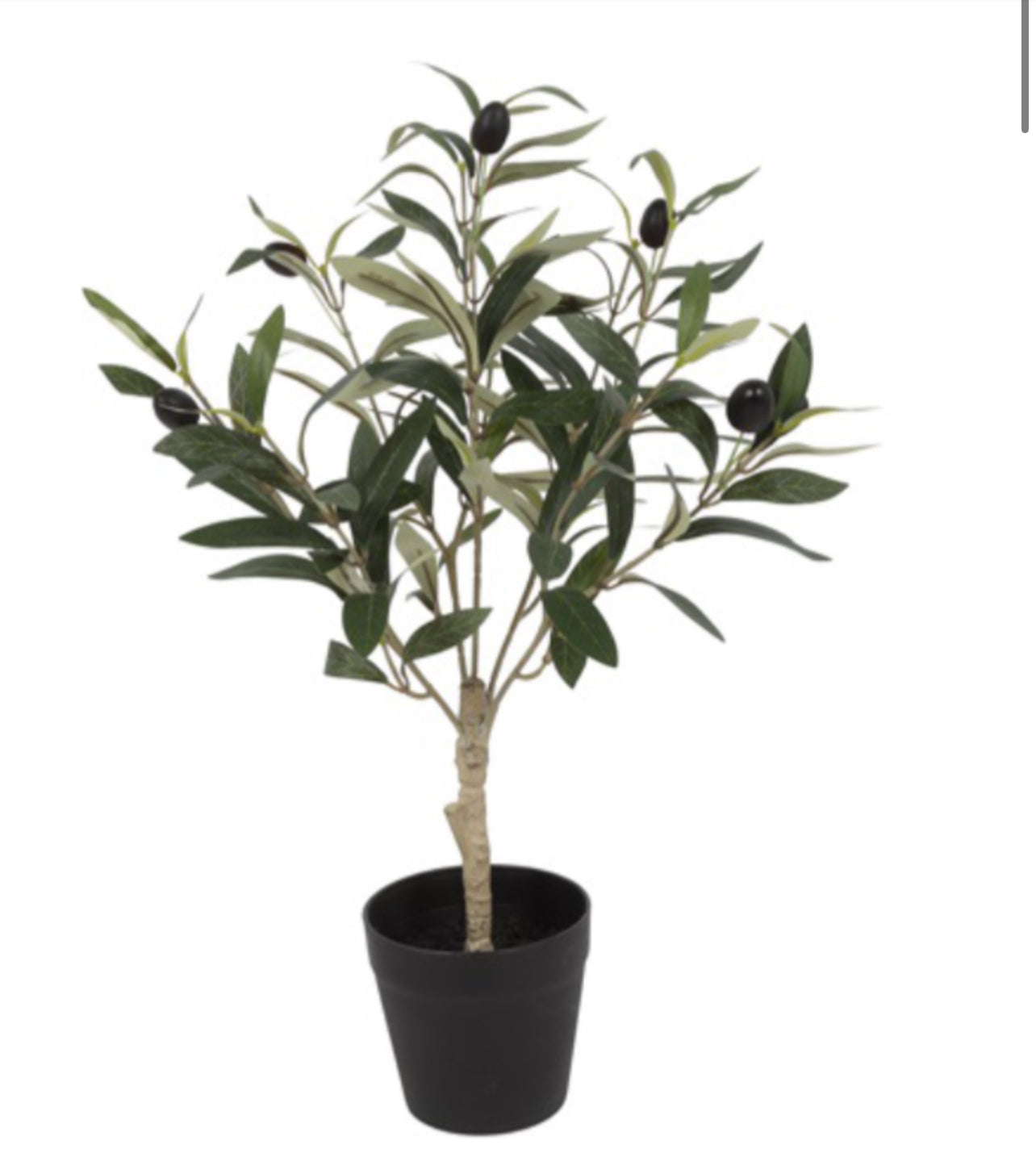 Olivutré í potti | 55cm