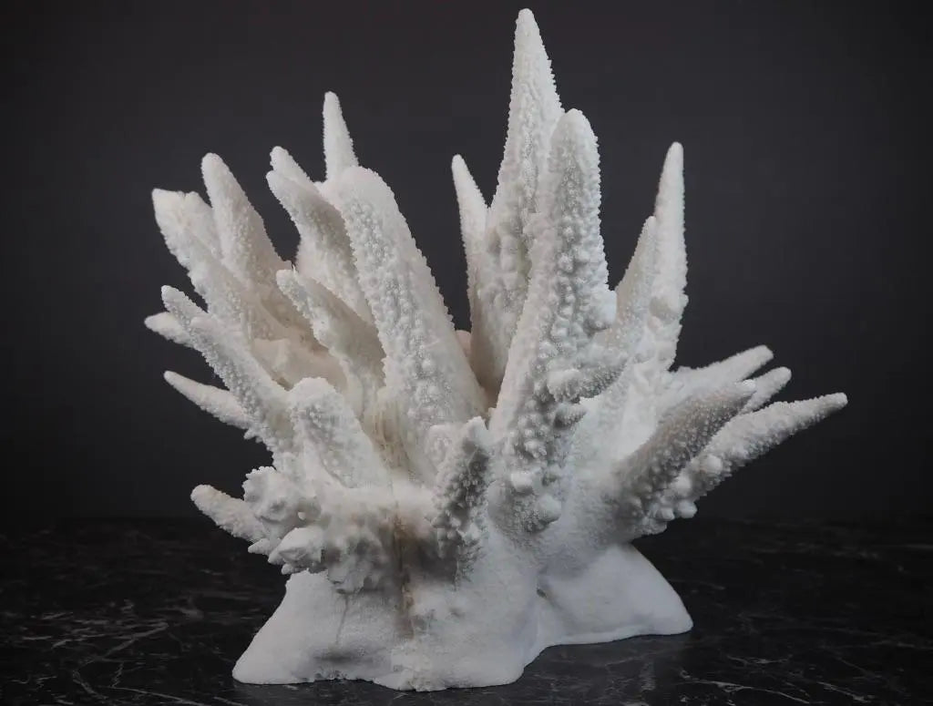 SEKLET | The Amalfi Spike Coral