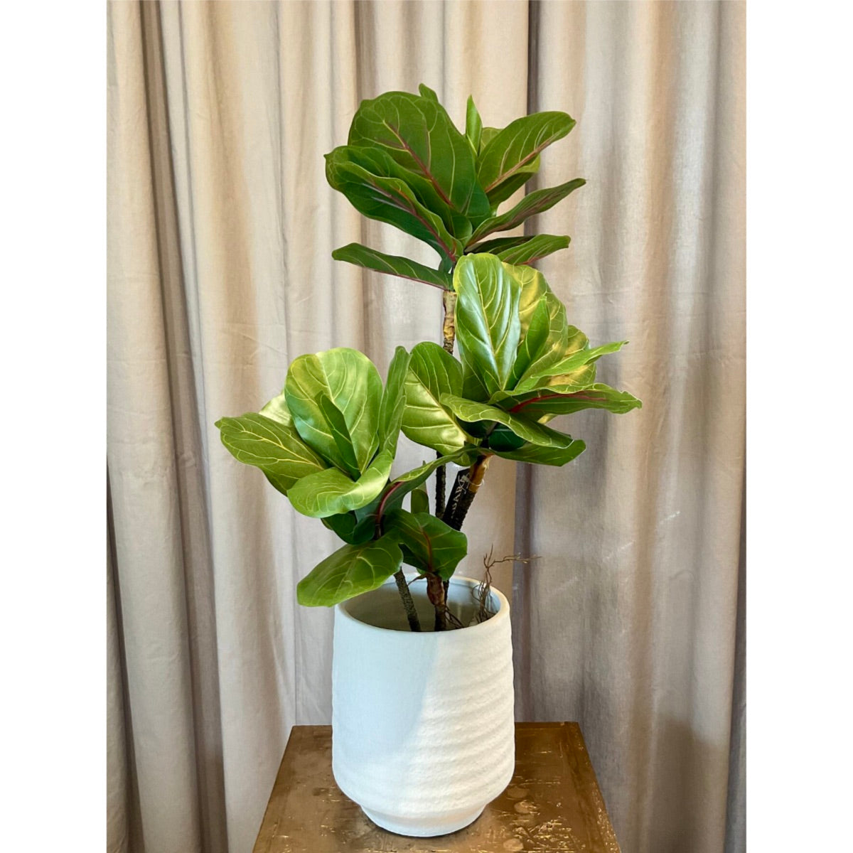 Fíkjutré í potti | 65 cm