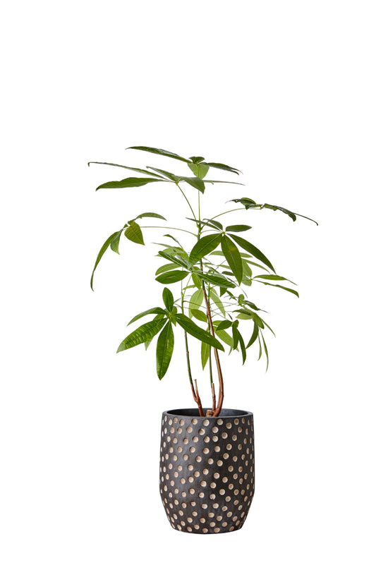 AFFARI OF SWEDEN | Camille | Pottur |L