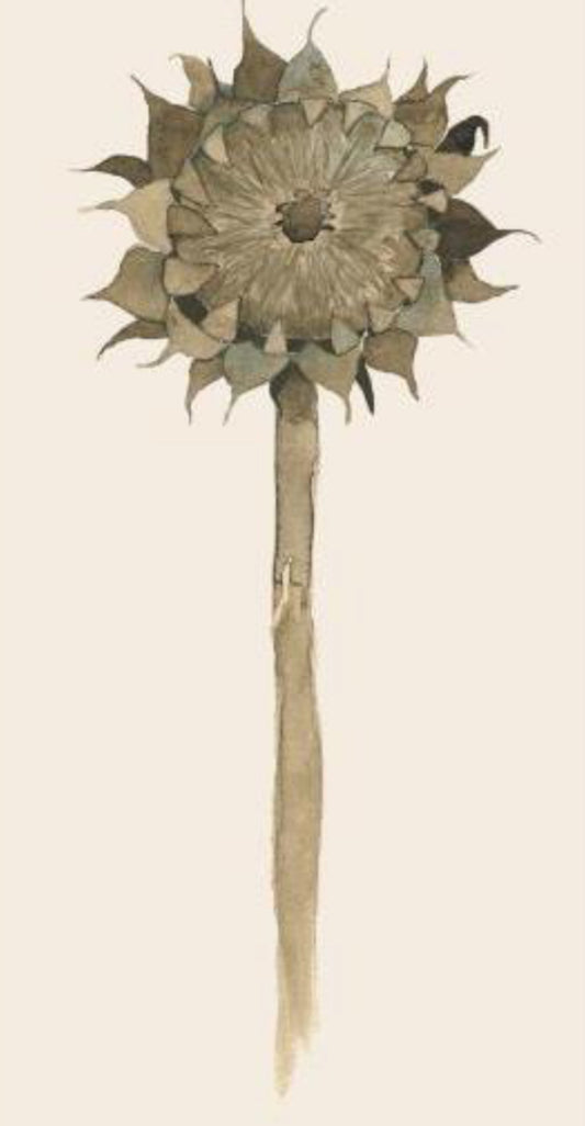 Servíettur | Sunflower in Decay