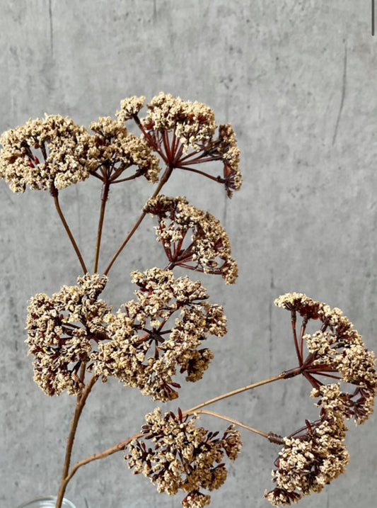 Evpatoria | beige | 57 cm