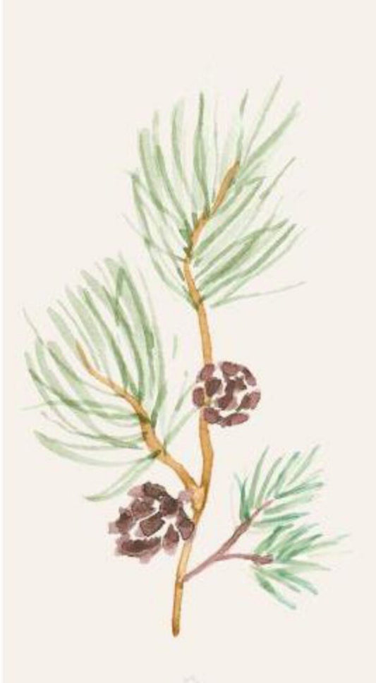 Servíettur | pine m köngli | 16stk