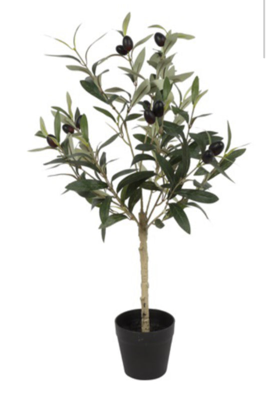 Olivutré í potti | 65 cm