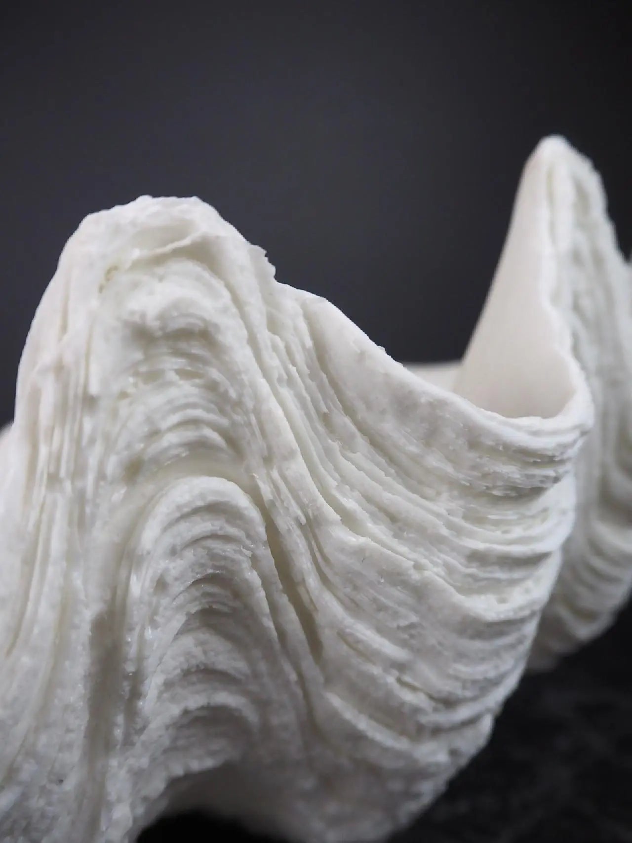 SEKLET | The Puerto Galera clam shell | L