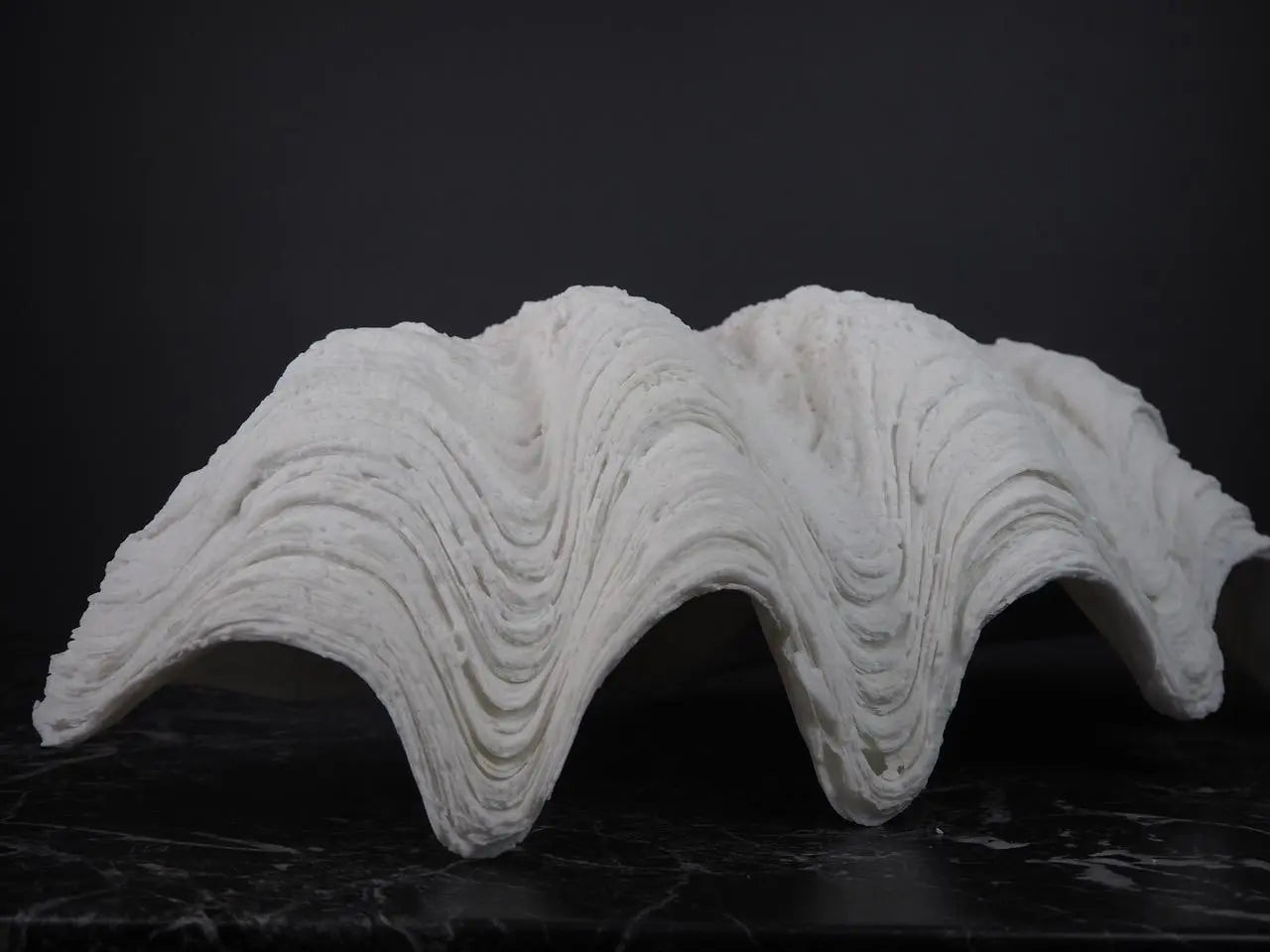 SEKLET | The Puerto Galera clam shell | L