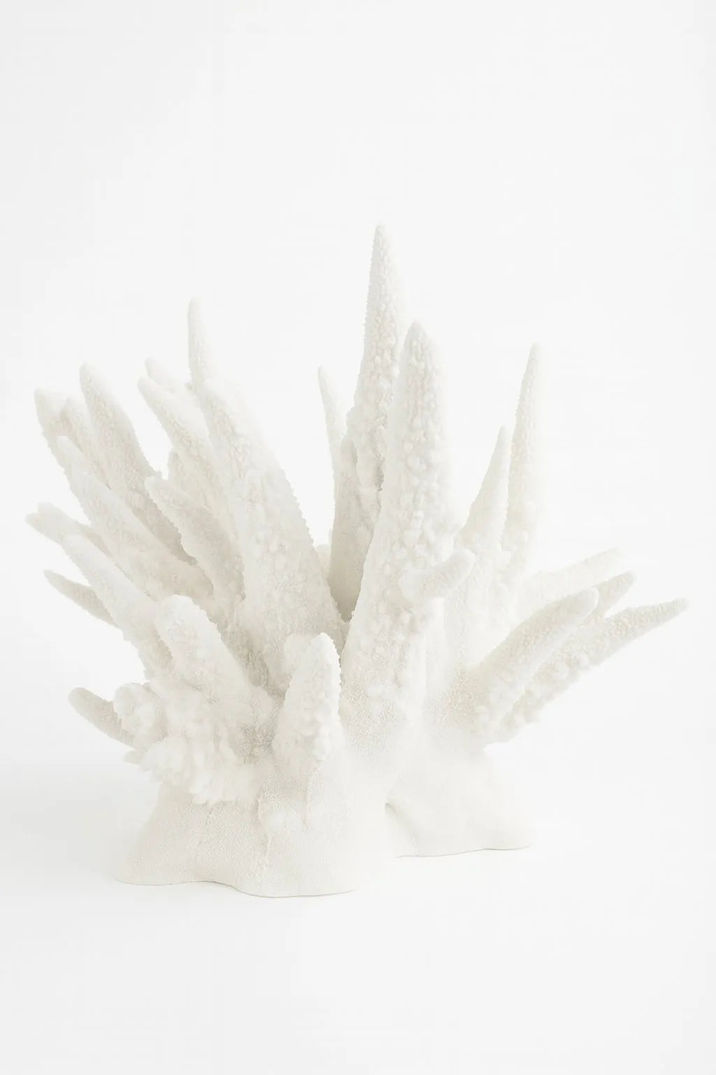 SEKLET | The Amalfi Spike Coral