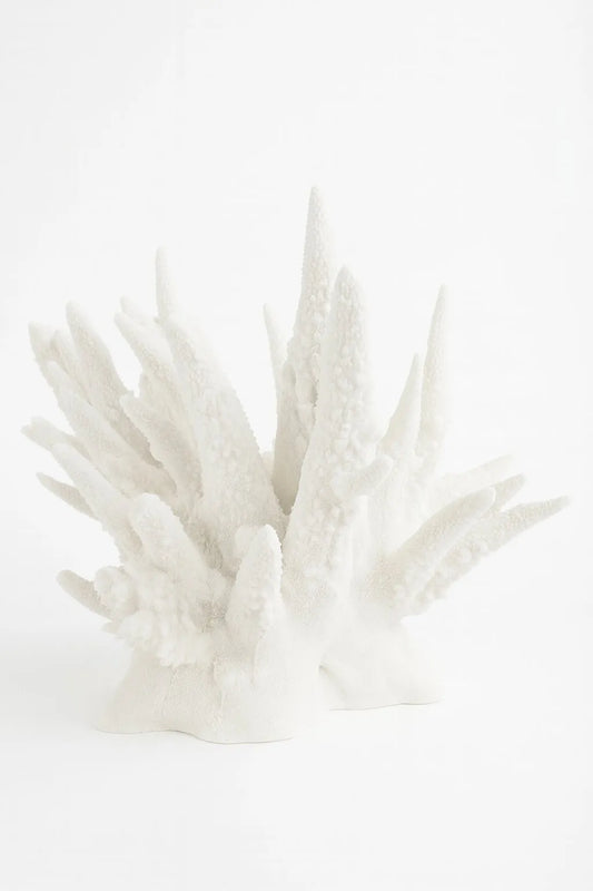 SEKLET | The Amalfi Spike Coral
