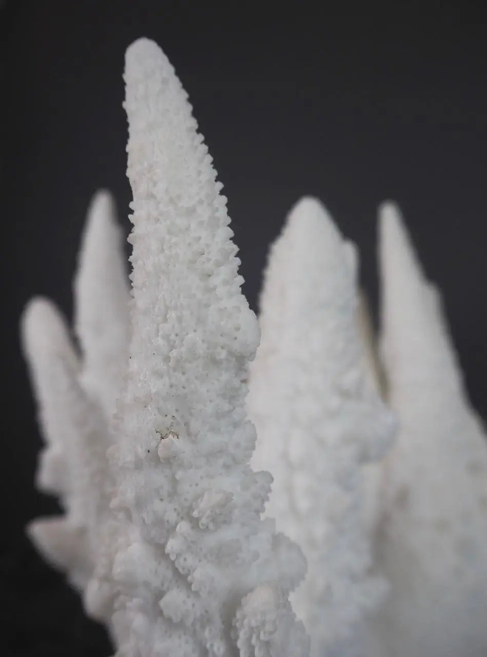 SEKLET | The Amalfi Spike Coral