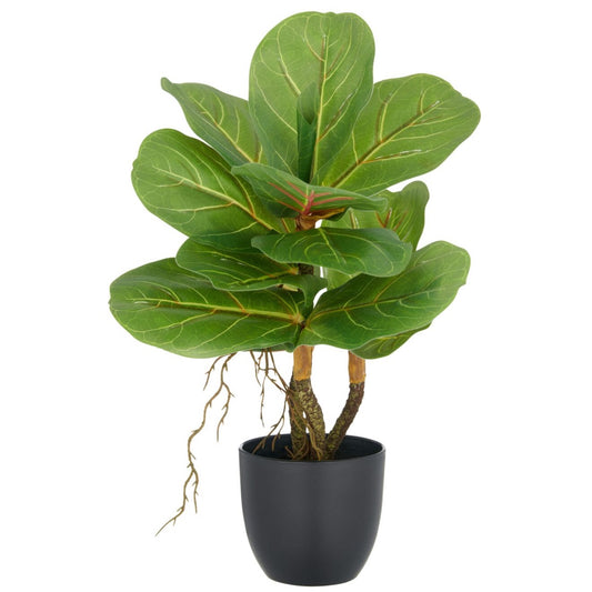 Fíkjutré í potti | 34 CM