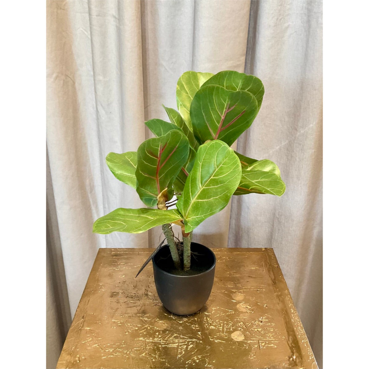 Fíkjutré í potti | 34 CM