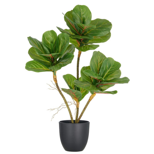 Fíkjutré í potti | 65 cm
